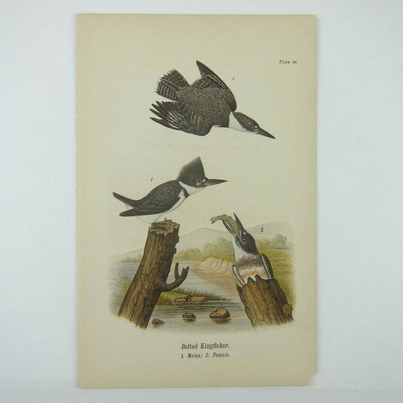 Other - Bird Lithograph Print Belted Kingfisher after John James Audubon Antique 1890